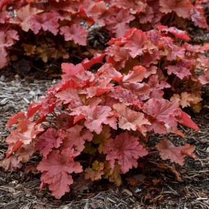 Heuchera / Alūnė PRIMO PEACHBERRY ICE