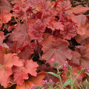 Heuchera / Alūnė SOUTHERN COMFORT