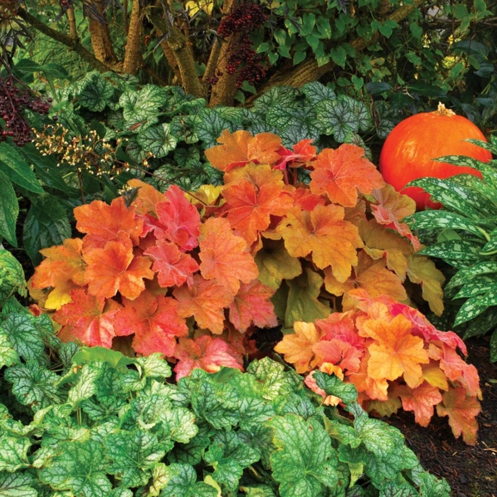 Heuchera / Alūnė SOUTHERN COMFORT