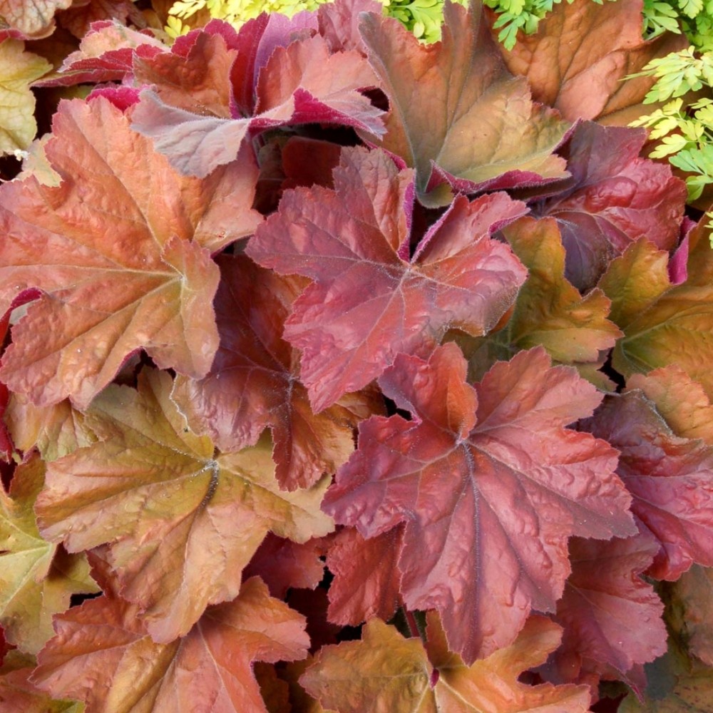 Heuchera / Alūnė SOUTHERN COMFORT