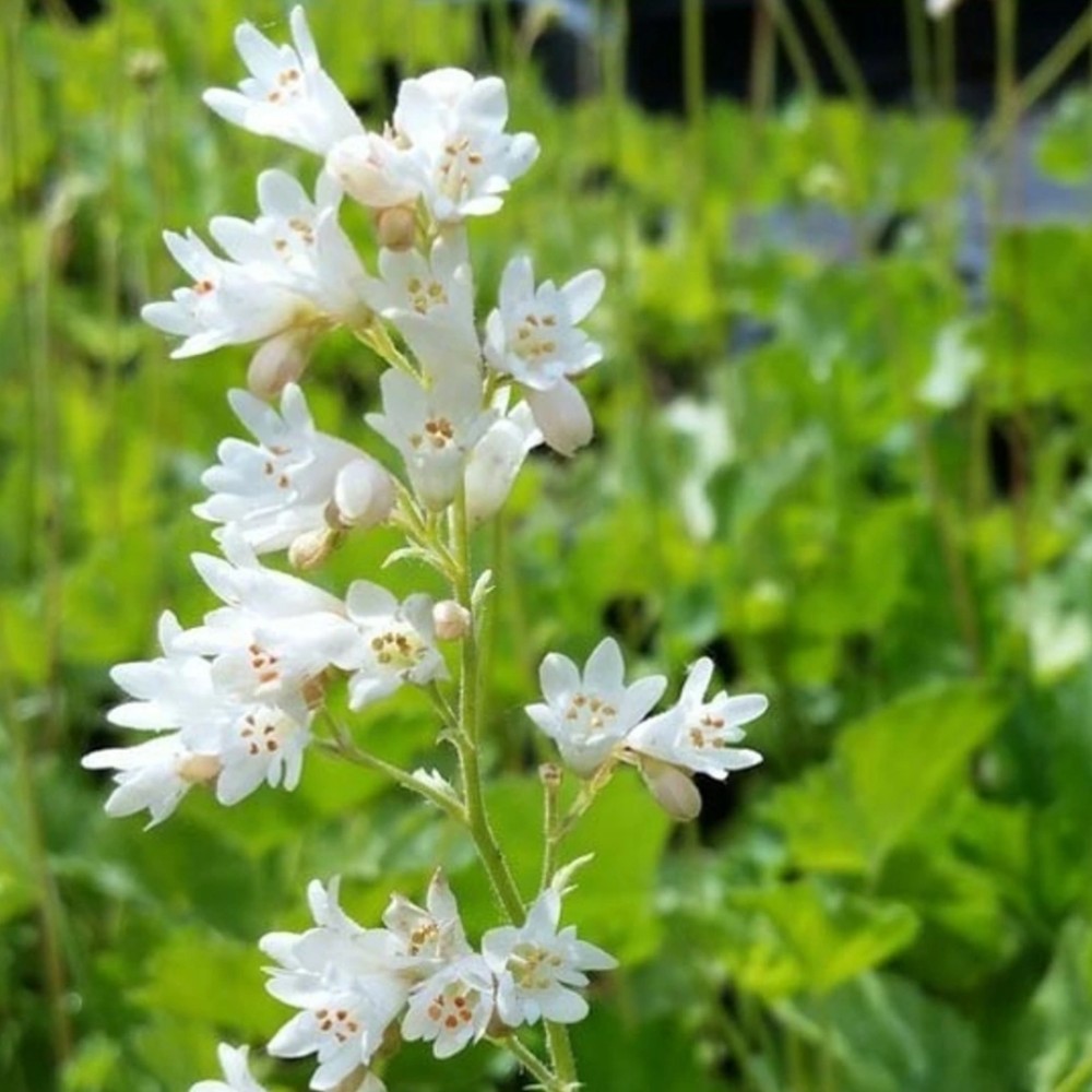 Heuchera / Alūnė WHITE CLOUD