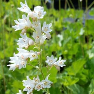 Heuchera / Alūnė WHITE CLOUD
