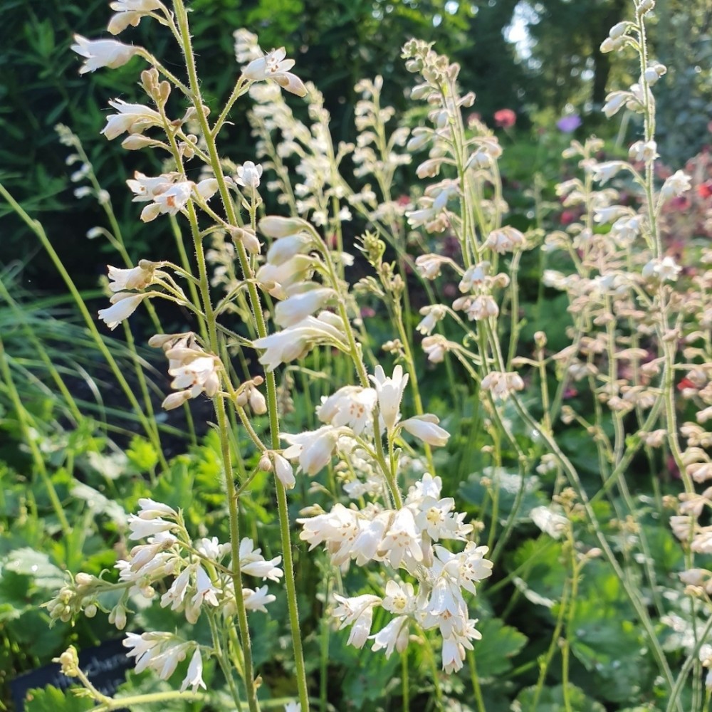 Heuchera / Alūnė WHITE CLOUD