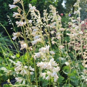 Heuchera / Alūnė WHITE CLOUD