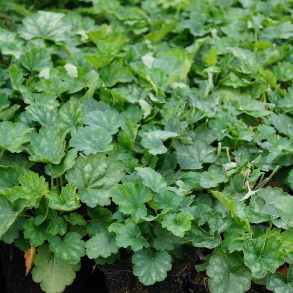 Heuchera / Alūnė WHITE CLOUD