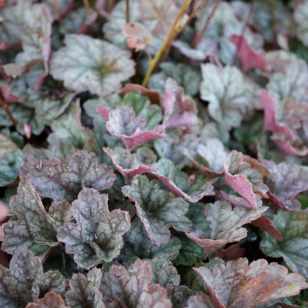 Alūnė / Heuchera EARTH ANGEL