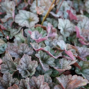 Alūnė / Heuchera EARTH ANGEL