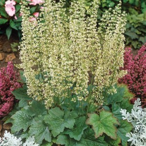 Alūnė / Heuchera villosa var. macrorrhiza