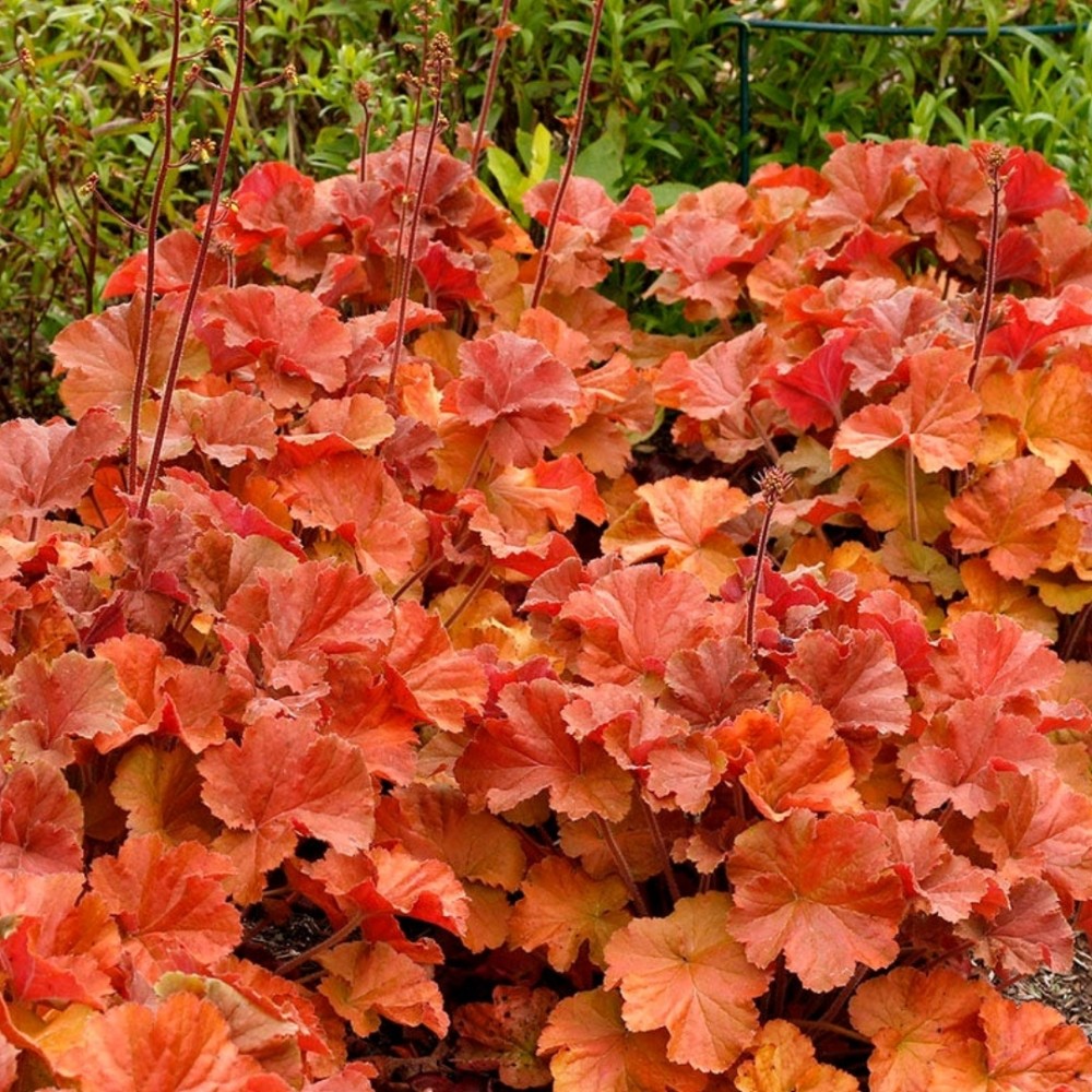 Heuchera / Alūnė AMBER LADY