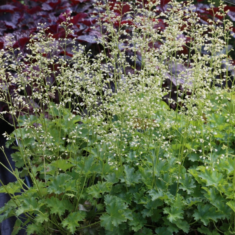 Heuchera / Alūnė APPLE CRISP