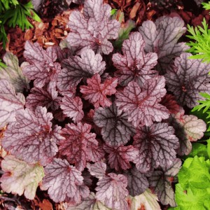 Heuchera / Alūnė BEAUTIFUL DANCER