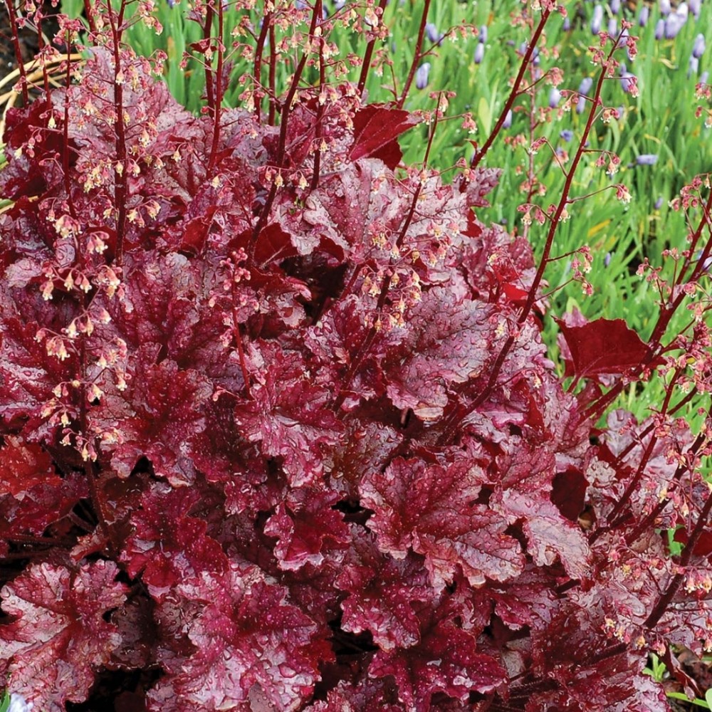 Heuchera / Alūnė BERRY MARMALADE