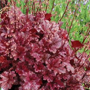 Heuchera / Alūnė BERRY MARMALADE