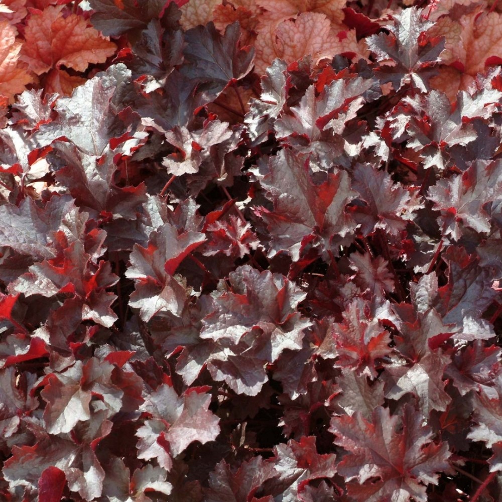 Heuchera / Alūnė BLACK BEAUTY
