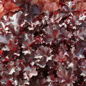 Heuchera / Alūnė BLACK BEAUTY