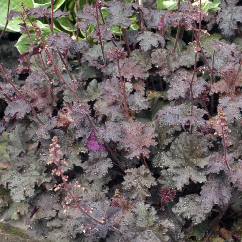 Heuchera / Alūnė BLACK KNIGHTS