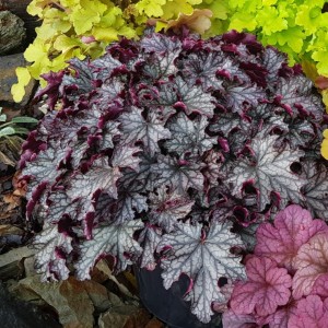 Heuchera / Alūnė BLACKBERRY JAM