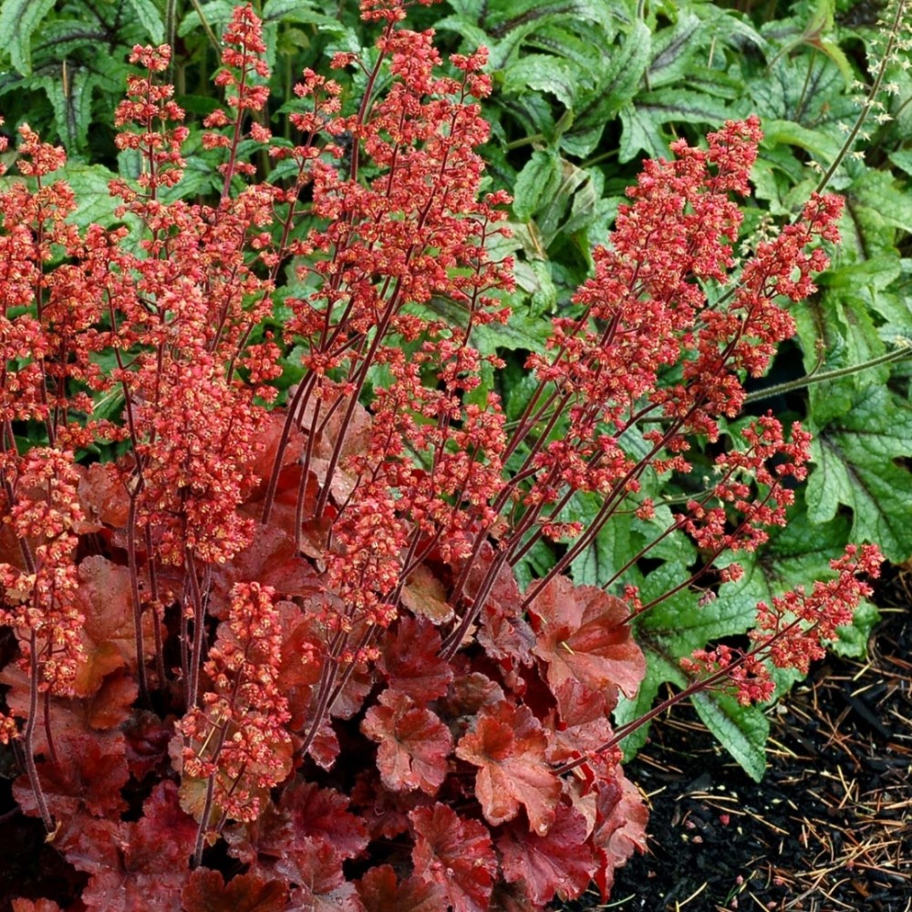Heuchera / Alūnė CHERRY COLA