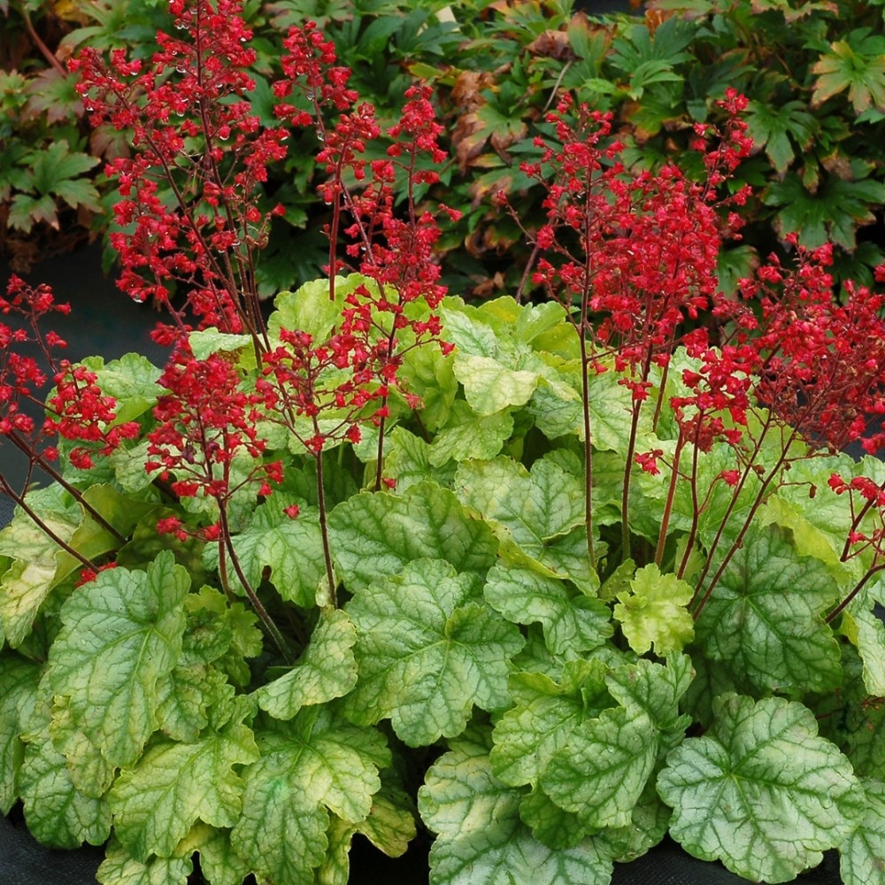 Heuchera / Alūnė DOLCE APPLETINI