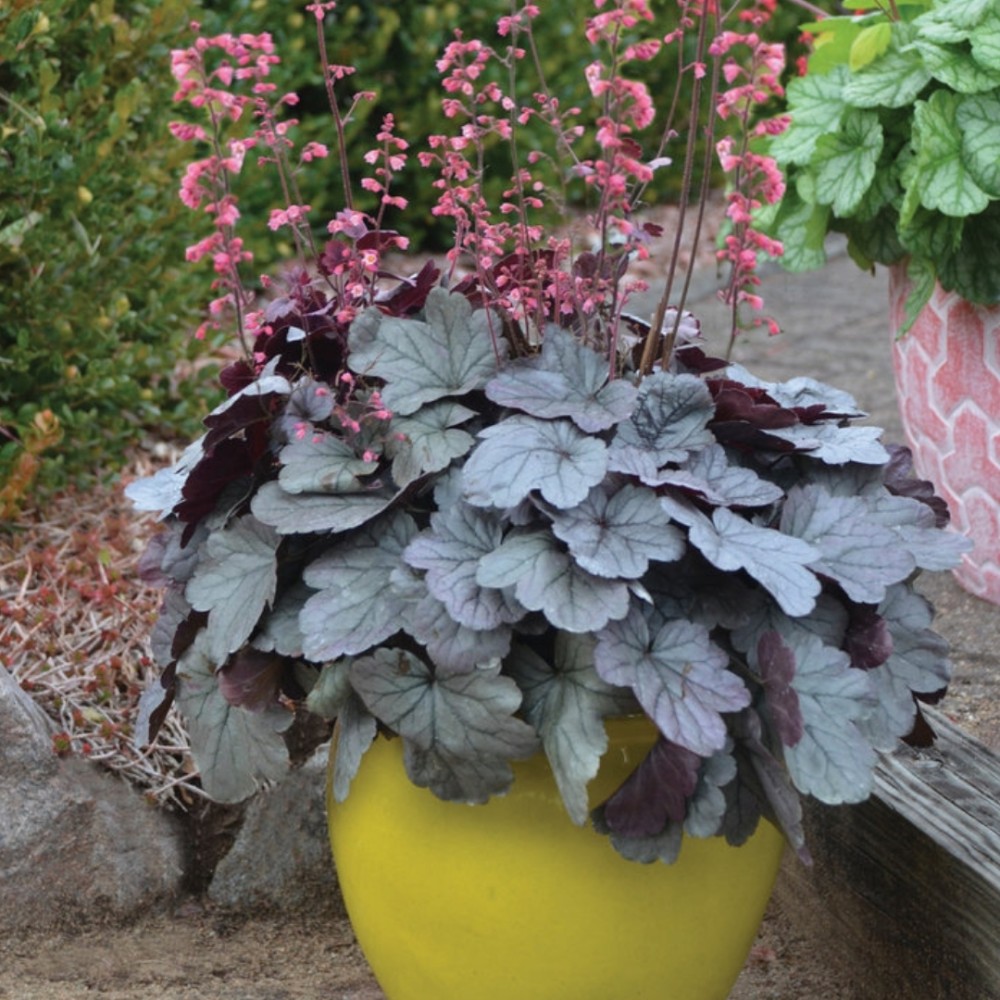 Heuchera / Alūnė DOLCE SILVER GUMDROPL