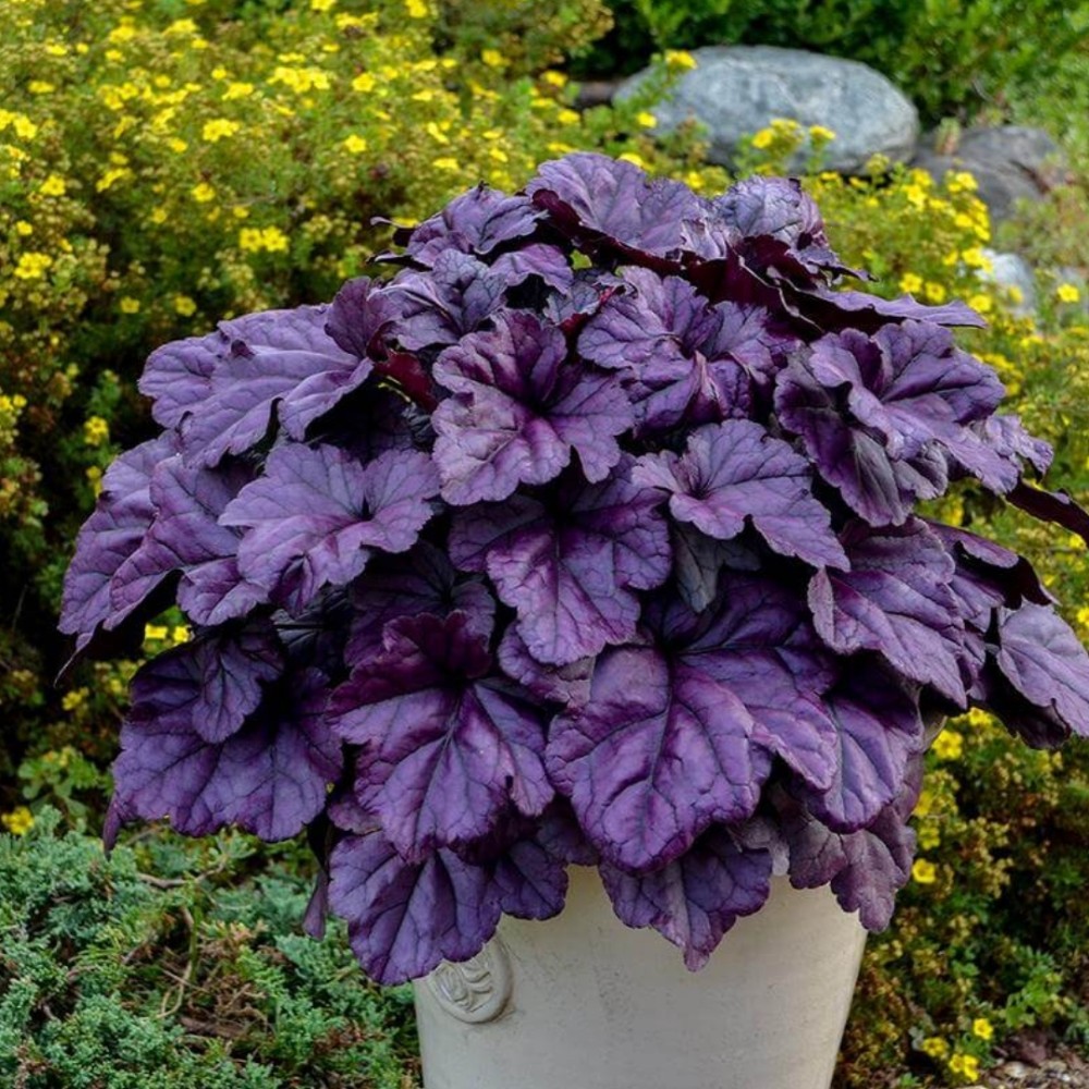 Heuchera / Alūnė DOLCE WILDBERRY