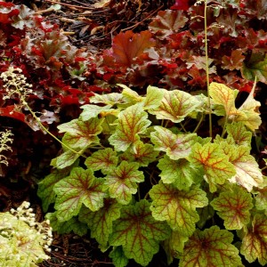 Heuchera / Alūnė ELECTRA