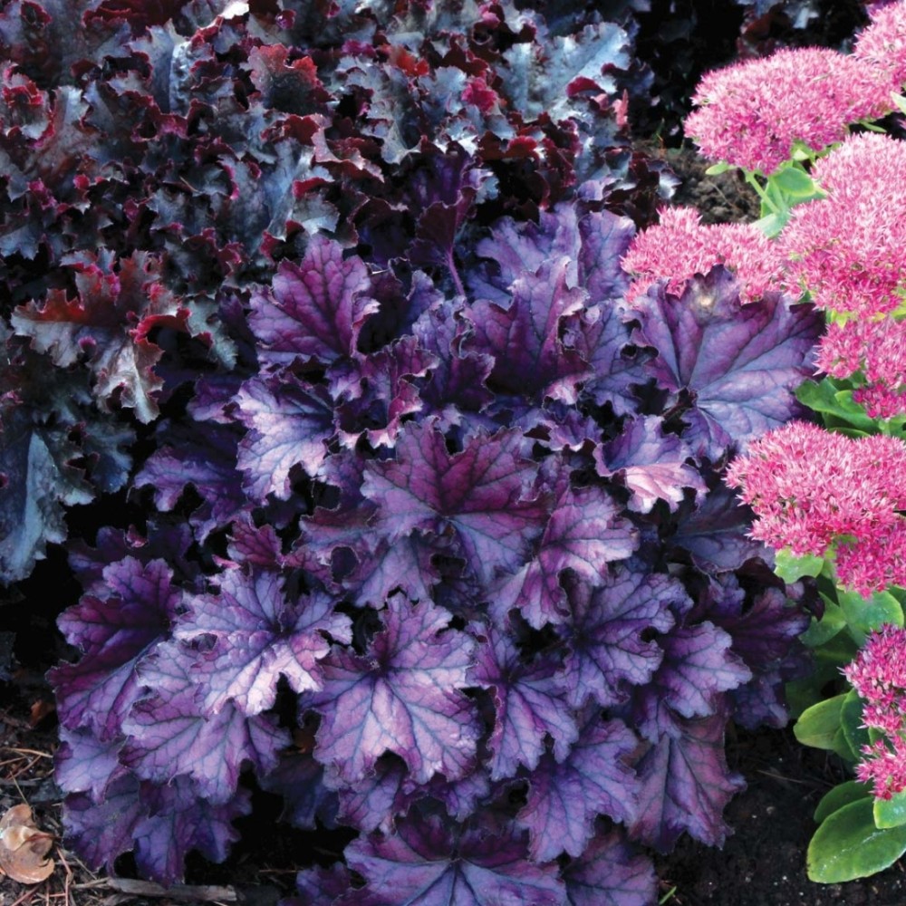 Heuchera / Alūnė FOREVER PURPLE