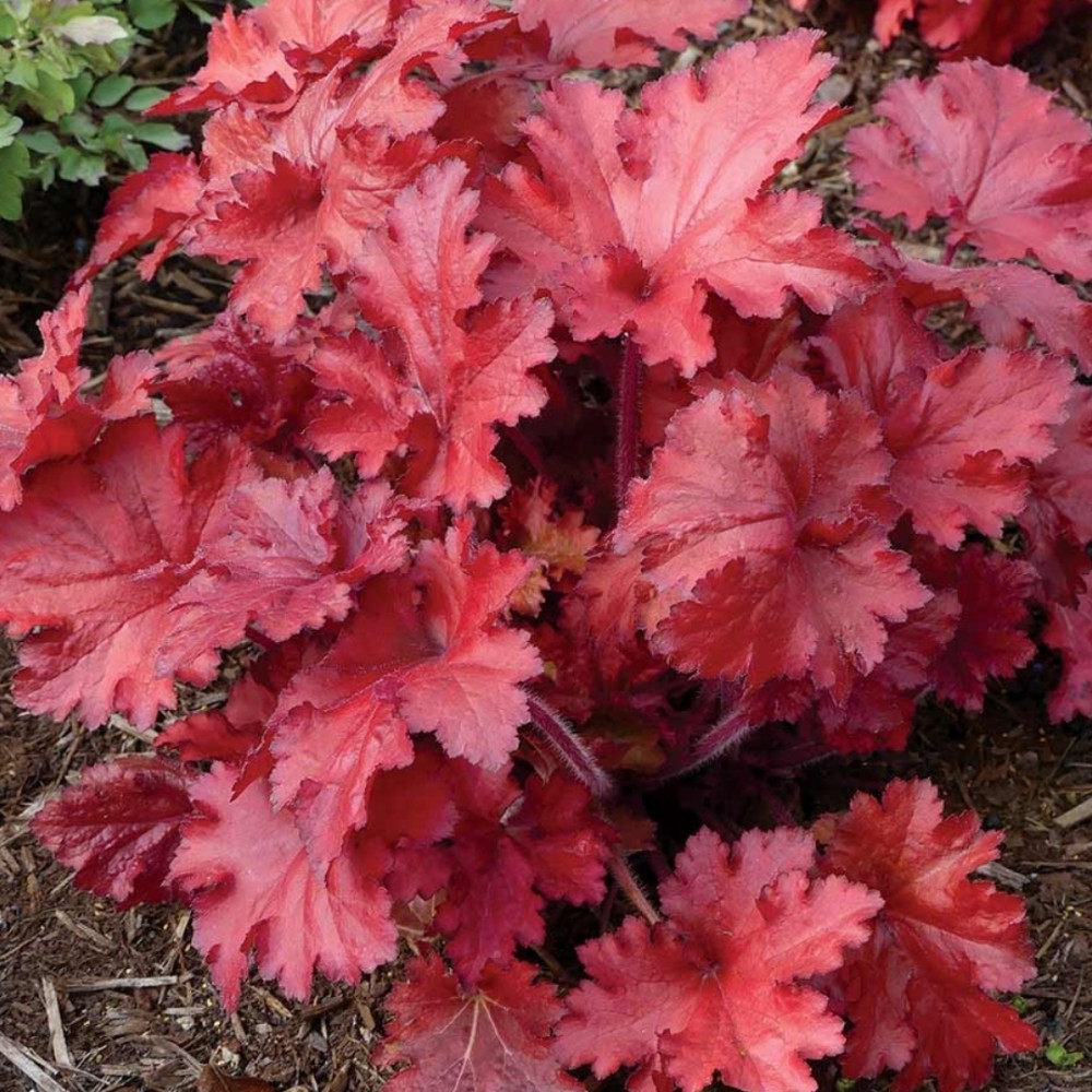 Heuchera / Alūnė FOREVER RED