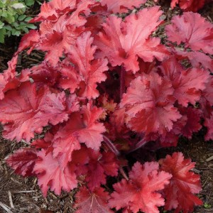 Heuchera / Alūnė FOREVER RED