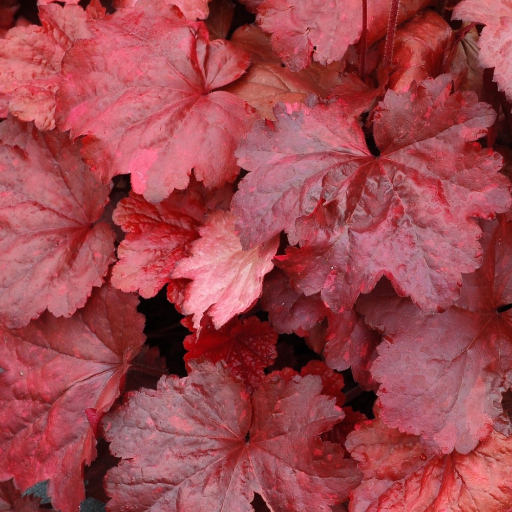 Heuchera / Alūnė GALAXY