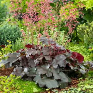 Heuchera / Alūnė HIP HOP HOORAY