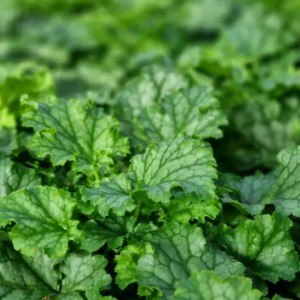 Heuchera / Alūnė LIME SWIZZLE