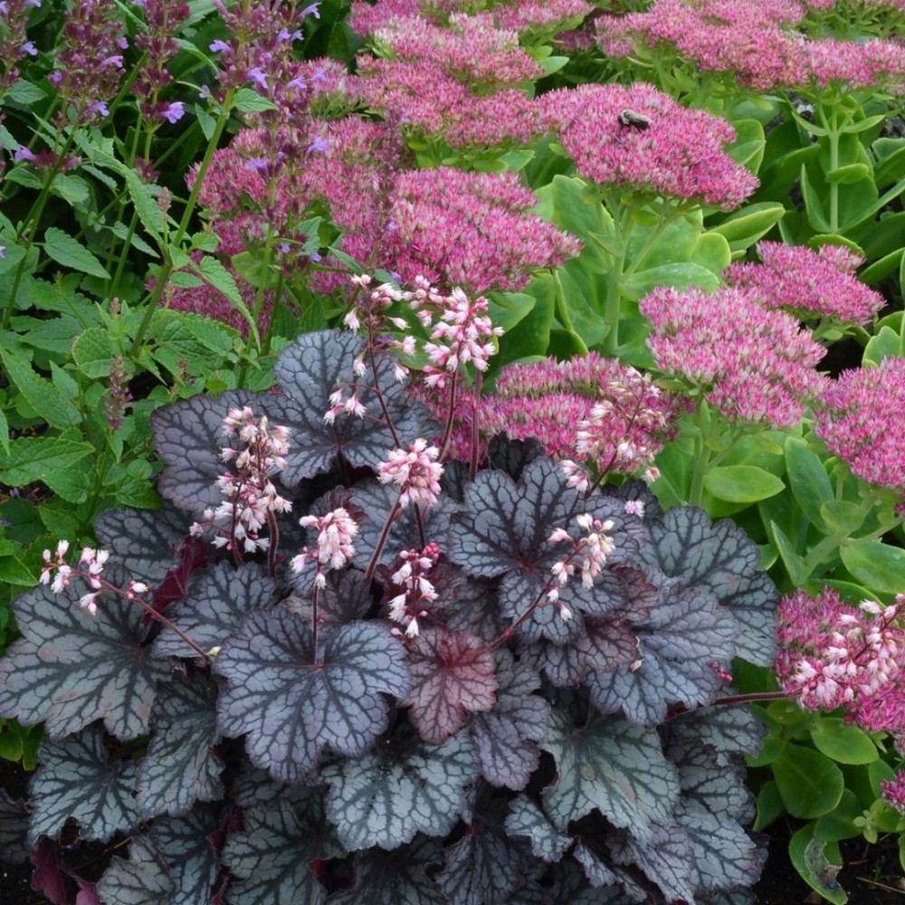 Heuchera / Alūnė LITTLE CUTIES™ FROST