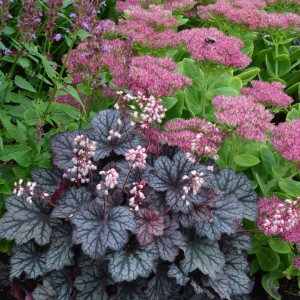 Heuchera / Alūnė LITTLE CUTIES™ FROST