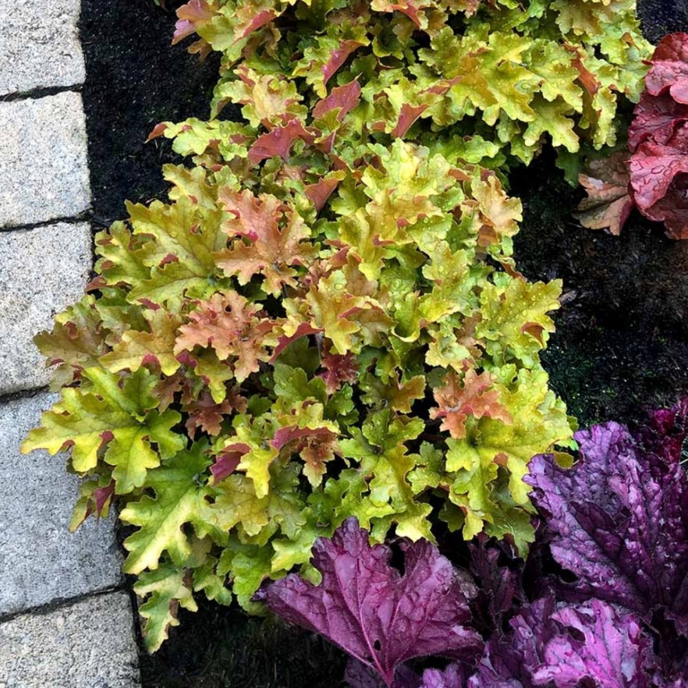 Heuchera / Alūnė MARMALADE