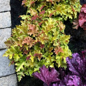 Heuchera / Alūnė MARMALADE