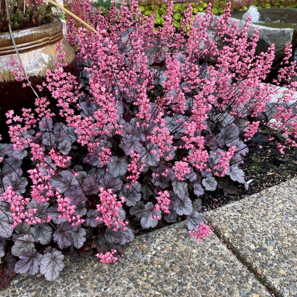 Heuchera / Alūnė MILAN