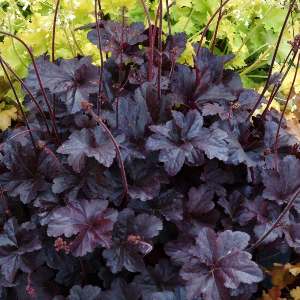Heuchera / Alūnė OBSIDIAN