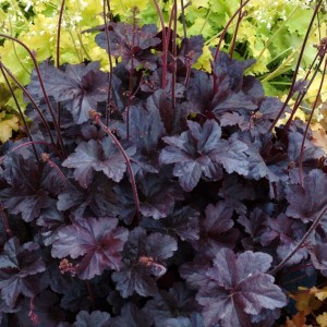 Heuchera / Alūnė OBSIDIAN