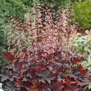 Heuchera / Alūnė PALACE PURPLE
