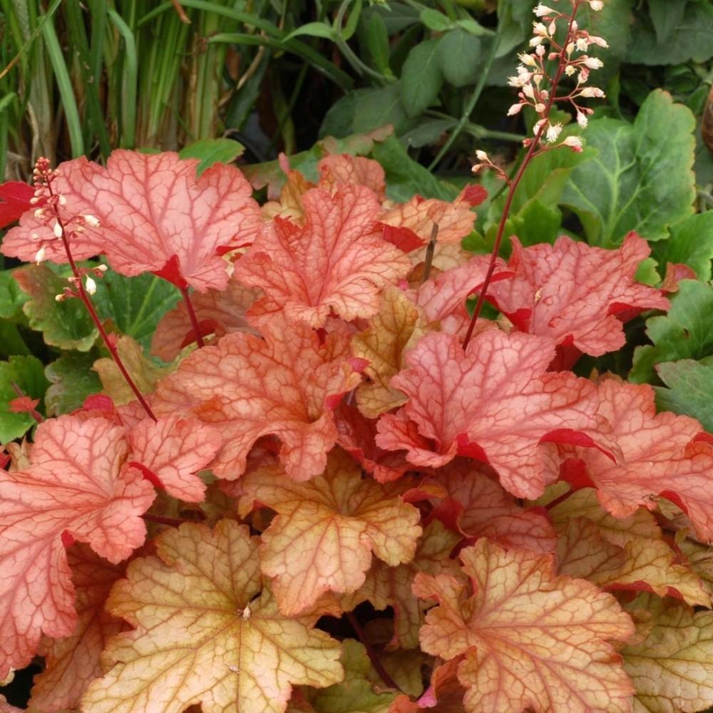 Heuchera / Alūnė PAPRIKA