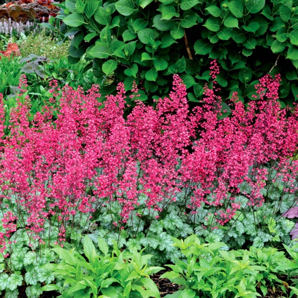 Heuchera / Alūnė PARIS