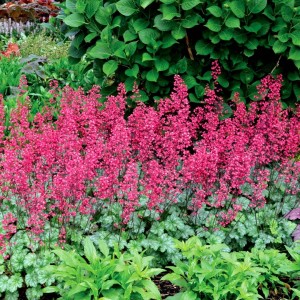 Heuchera / Alūnė PARIS