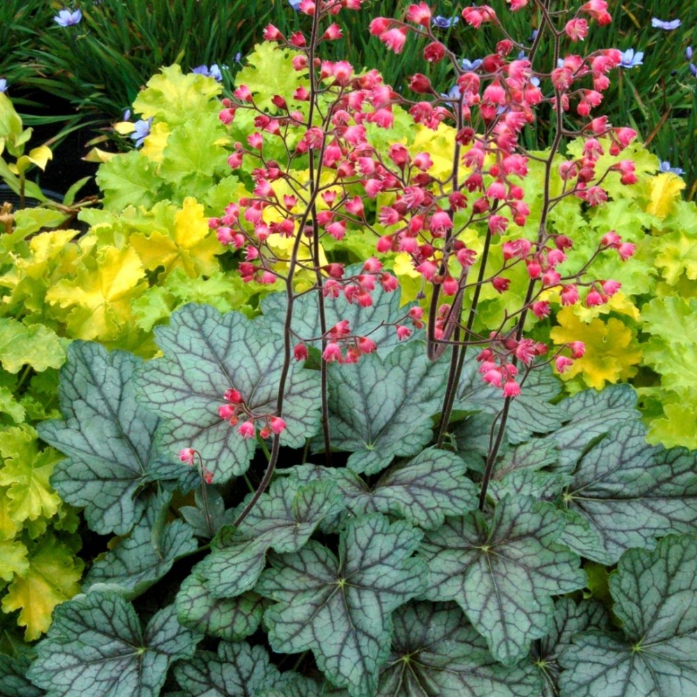Heuchera / Alūnė PEPPERMINT SPICE