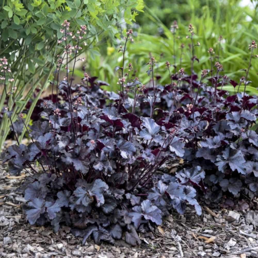 Heuchera / Alūnė PRIMO BLACK PEARL