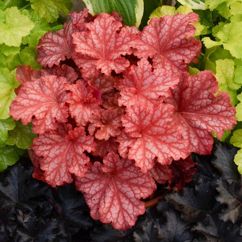 Heuchera / Alūnė PRIMO PEACHBERRY ICE