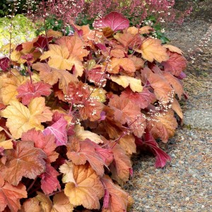 Heuchera / Alūnė SOUTHERN COMFORT