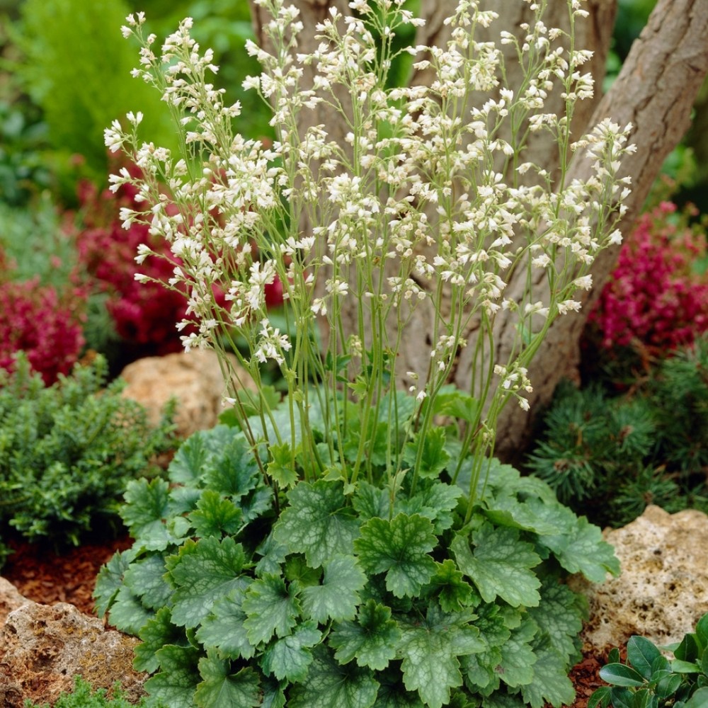 Heuchera / Alūnė WHITE CLOUD