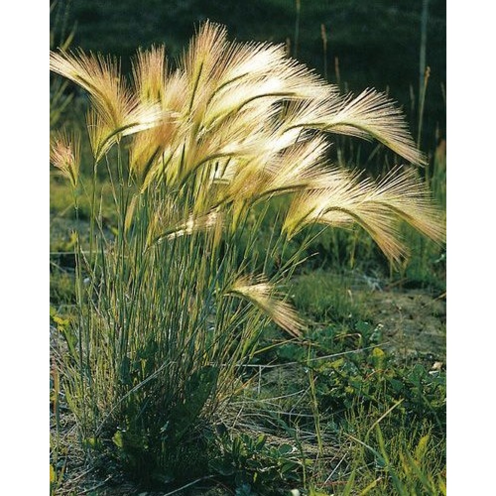 Hordeum jubatum / Miežis karčiuotasis