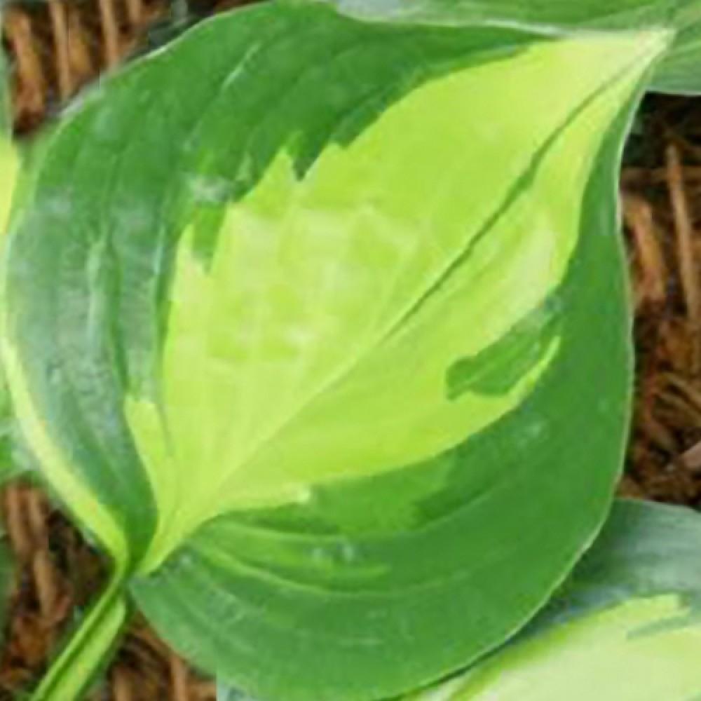 Hosta / Melsvė ADORABLE